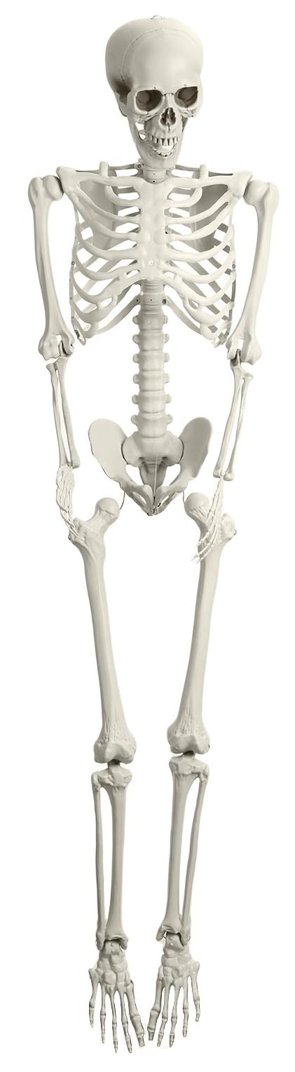 Full Size Poseable Plastic Skeleton Y42352