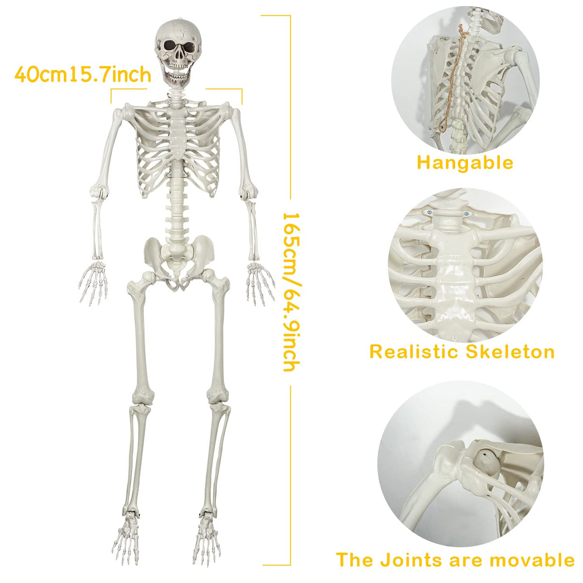 Life Size Skeleton with Posable Joints M4263