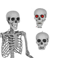 5.4 Ft Lighted Life Size Plastic Skeleton with Movable Joint Y2379