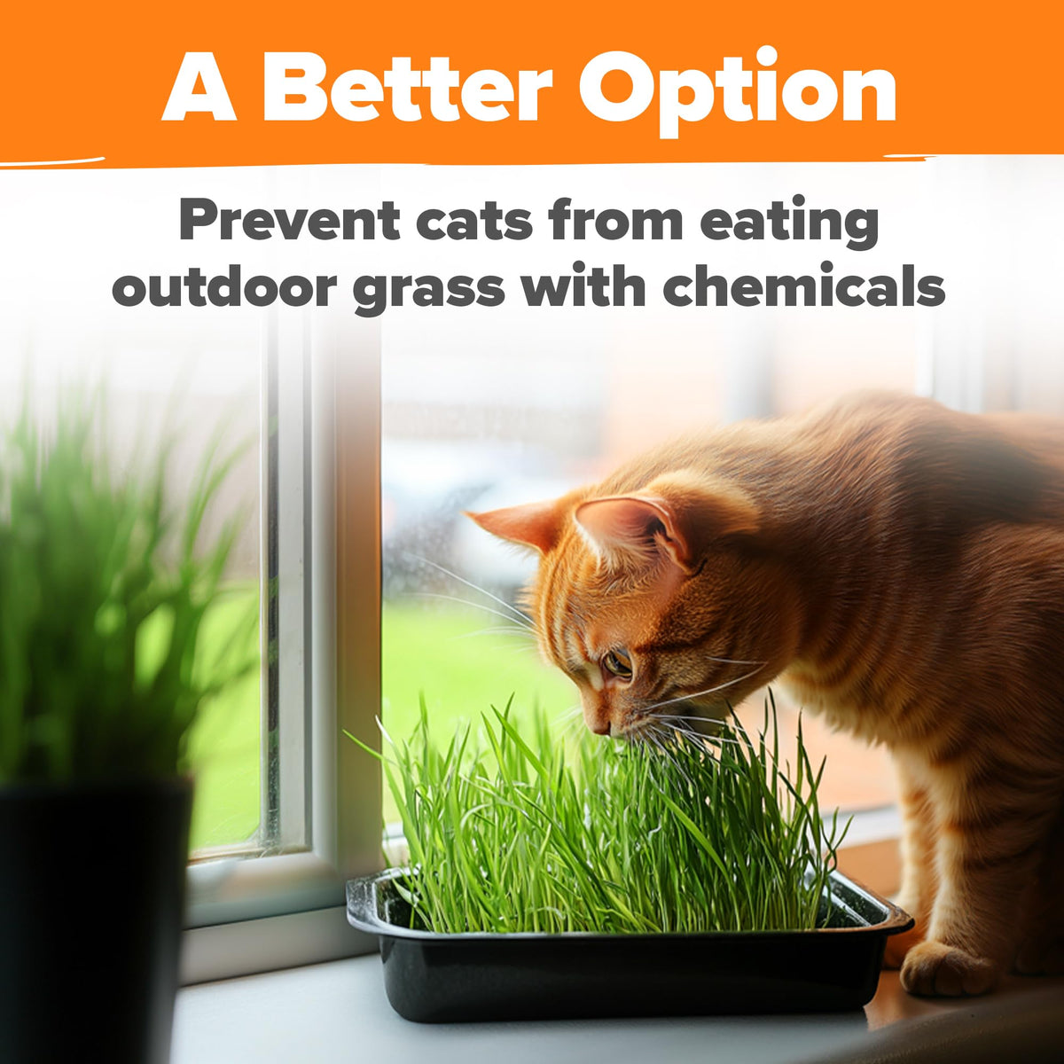 Organic Cat-Grass Seed Mix 4 oz U539247