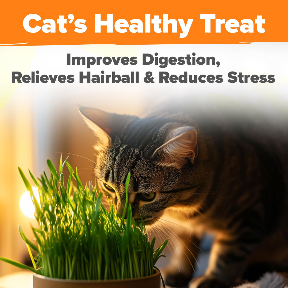 Organic Cat-Grass Seed Mix 4 oz U539247