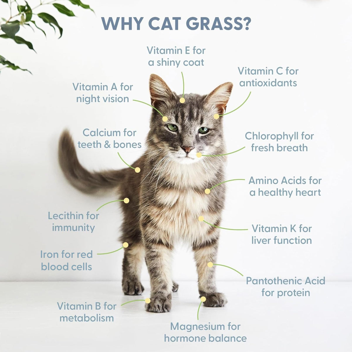 100% Organic Cat Grass Seed 8oz W338