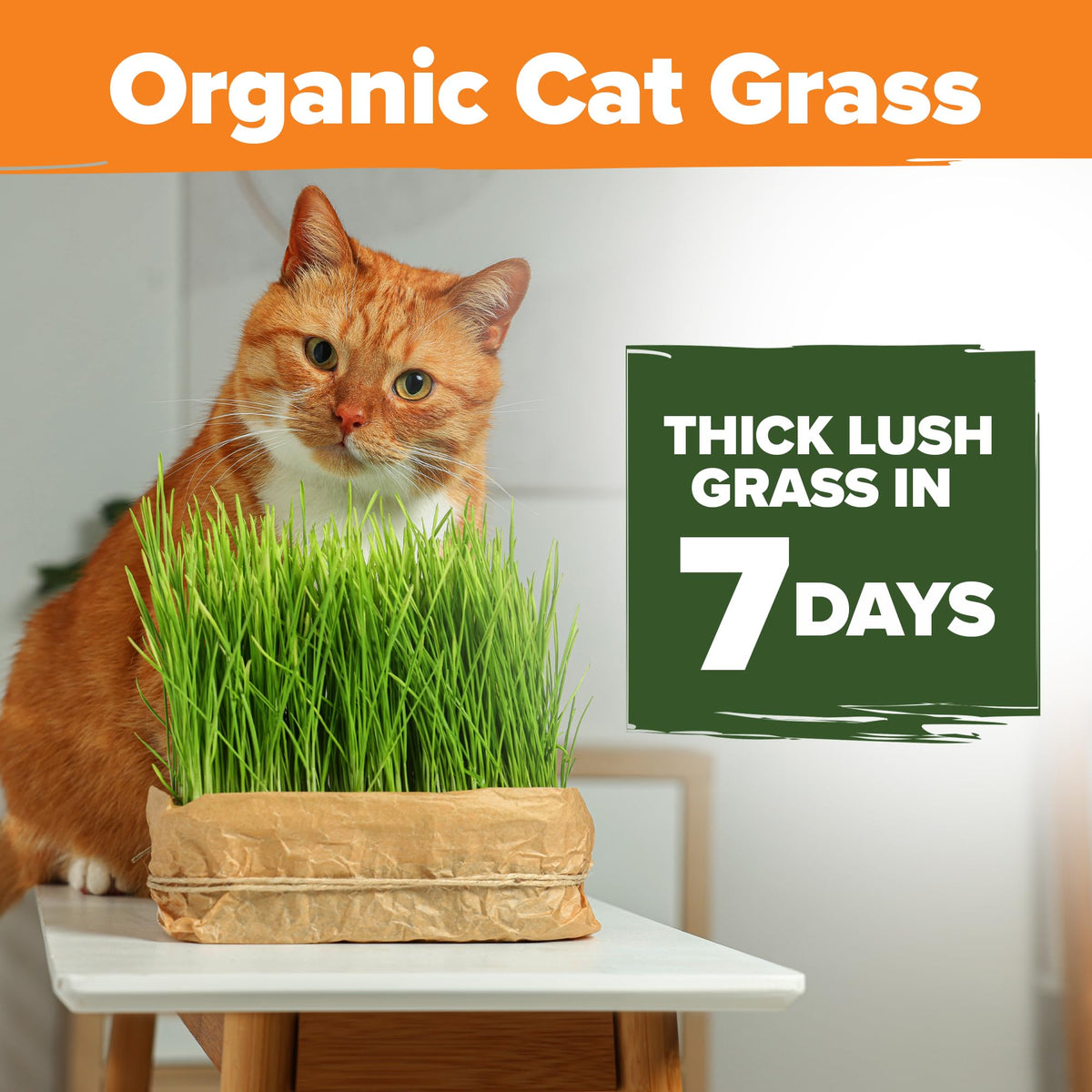 Organic Cat-Grass Seed Mix 4 oz U539247
