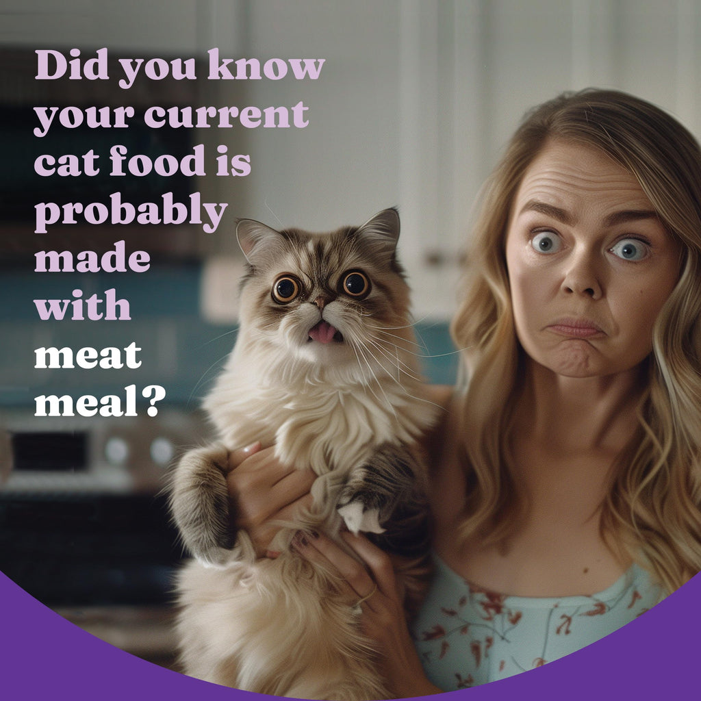 Dry Cat Food 3 lb I5494