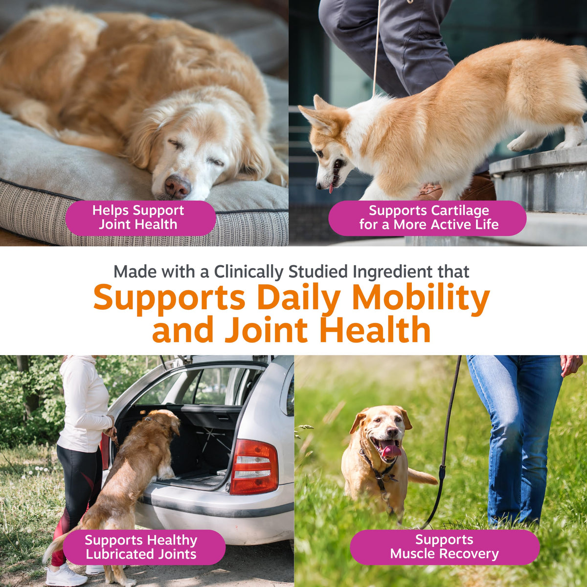 Chicken 90ct Dog Joint Supplement J12798